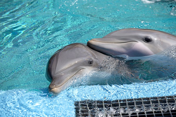 Another Dolphin Dies at The Mirage