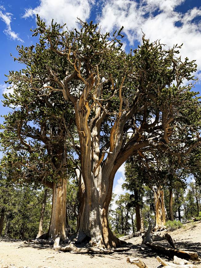 Photograph Mount Charleston Hiking Trails
