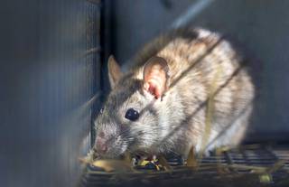 Rats Home Because Of Pandemic Residents Noticing More Pests Las Vegas Sun Newspaper