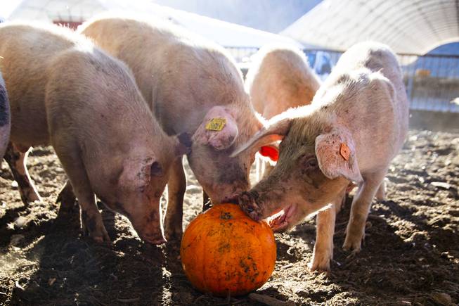 Pumpkin Recycling for Pigs