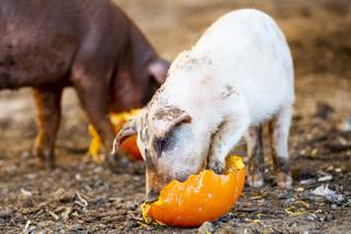 A male pig named El Diablo eats a pumpkin at Las Vegas Livestock, Tuesday, Oct. 27, 2020. Pumpkins were provided by the photographer for illustration purposes because pumpkins had yet to be recycled at the time this photo was taken.