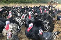 For the turkey industry, this Thanksgiving is a guessing game.
