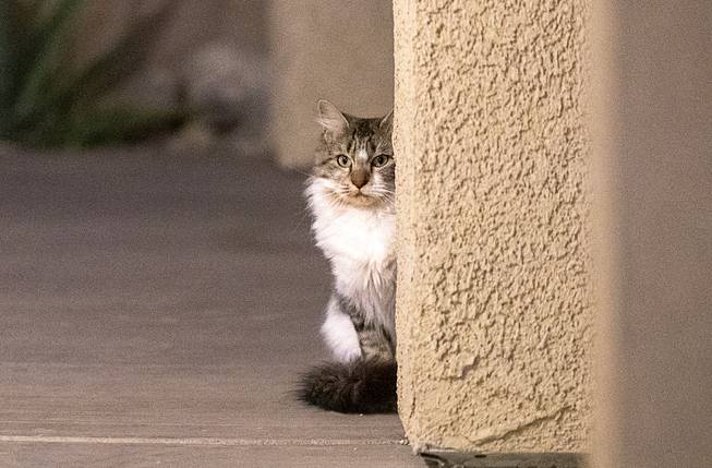 Working cat Sally waits for dinner in the backyard of the Juadines family home Saturday, Dec. 19, 2020. The family received the cats through the Animal Foundation of Southern Nevada's Working Cats program to manage rodents.