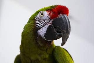 Max, a 30-year-old Military Macaw, poses for a photo, Tuesday, Feb. 2, 2021.