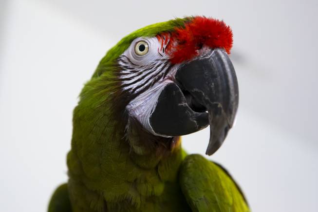 Southern Nevada Parrot Rescue