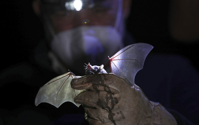 Rare Bats Mexico