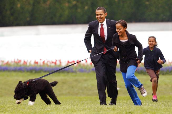 Obama dog Bo