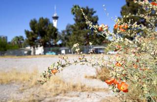 Desert Globemallow shrub blooms in the future site of the Pines at John S. Park residential development at 8th Street and Franklin Avenue Wednesday, May 12, 2021. The name comes from the mature pine trees that line the western border. The infill project with nine homes is expected to break ground in June, said Todd Stratton, owner of Kavison Homes.