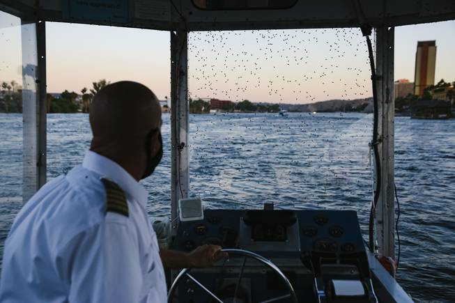Caddisflies cover the window of water taxi captain Art Martins boat in Laughlin, Nevada, Wednesday, May 26, 2021.