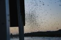 They don’t bite or sting, spread human diseases or damage property or crops, or even make noise. They simply overwhelm.