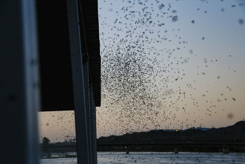 They don’t bite or sting, spread human diseases or damage property or crops, or even make noise. They simply overwhelm.