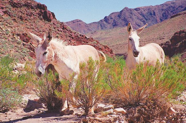 Magnético aumento materno BLM wants to remove over 500 burros from Lake Mead area - Las Vegas Sun  Newspaper