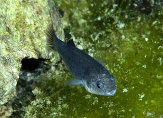 Devil's Hole Pupfish (Courtesy of the U.S. Fish and Wildlife Service / Olin Feuerbacher)