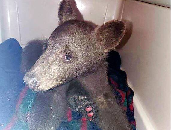 In this July 25, 2021, photo provided by Lake Tahoe Wildlife Care is a bear cub that was taken in for treatment after it suffered burns in a California wildfire, to Lake Tahoe Wildlife Care in South Lake Tahoe, Calif.