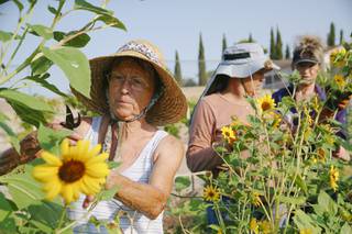 From left, Diane E. Greene and volunteers Georgia McClaine and Stephanie Tejada harvest sunflowers to make a bouquet for a customer at Herbs by Diane garden farm in Boulder City Tuesday, Aug. 17, 2021.