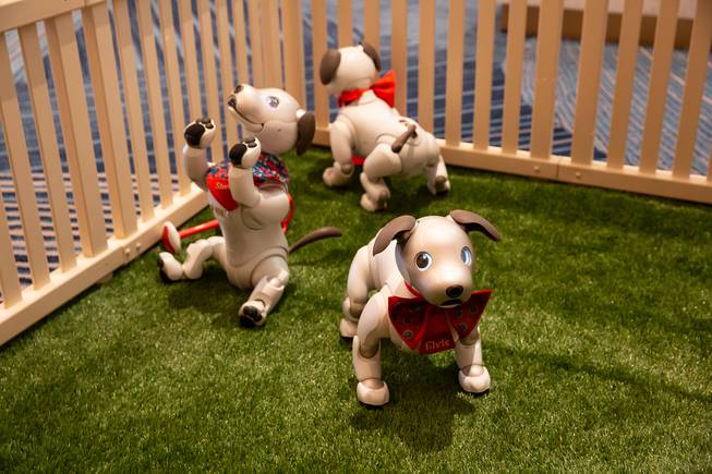 Robotic Puppies Greet Guests at Resorts World Las Vegas