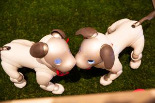 Sinatra and Stardust, AI powered robotic puppies by Sony aibo, play in their pen at the Conrad Las Vegas lobby at Resorts World, Monday Aug 30, 2021.