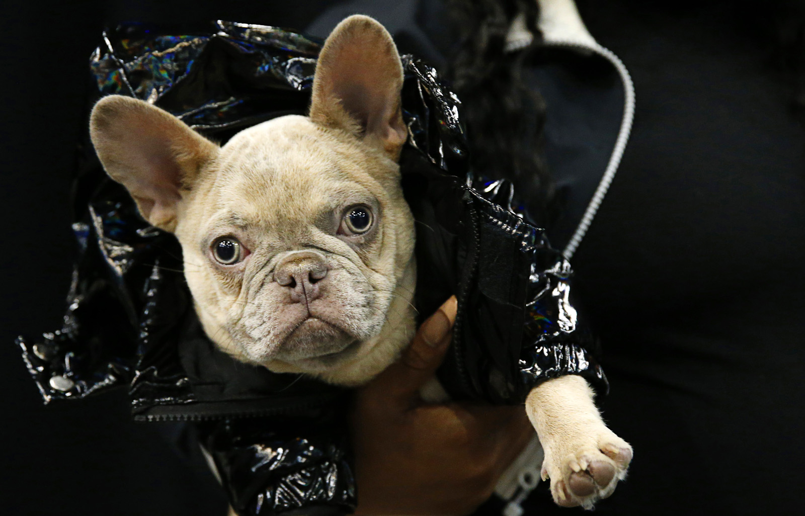 are boxers good with french bulldogs