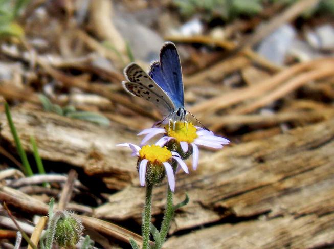  Mount Charleston blue butterfly