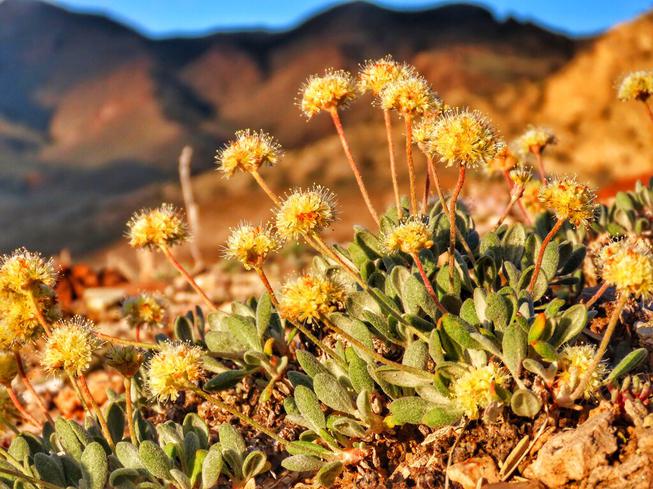 This photo taken June 1, 2019, by Patrick Donnelly of the Center for Biological Diversity shows the rare desert wildflower Tiehm's buckwheat in the Silver Peak Range, about 120 miles south of Reno.