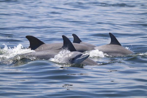 About Dolphins  Sunlight on Water