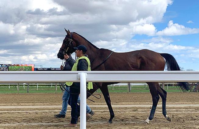 A handler walks a race horse prior to the Wood Memorial Race at the Aqueduct Racetrack adjacent to Resorts World New York City Saturday, April 9, 2022.
