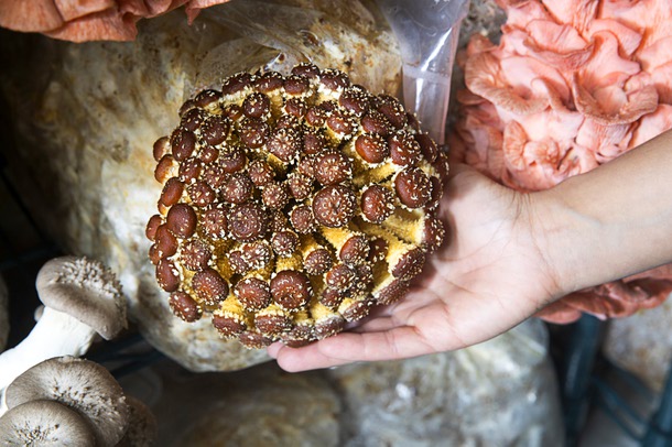 Pretzel Cap mushrooms at Desert Moon Mushrooms Wednesday, May 18, 2022.