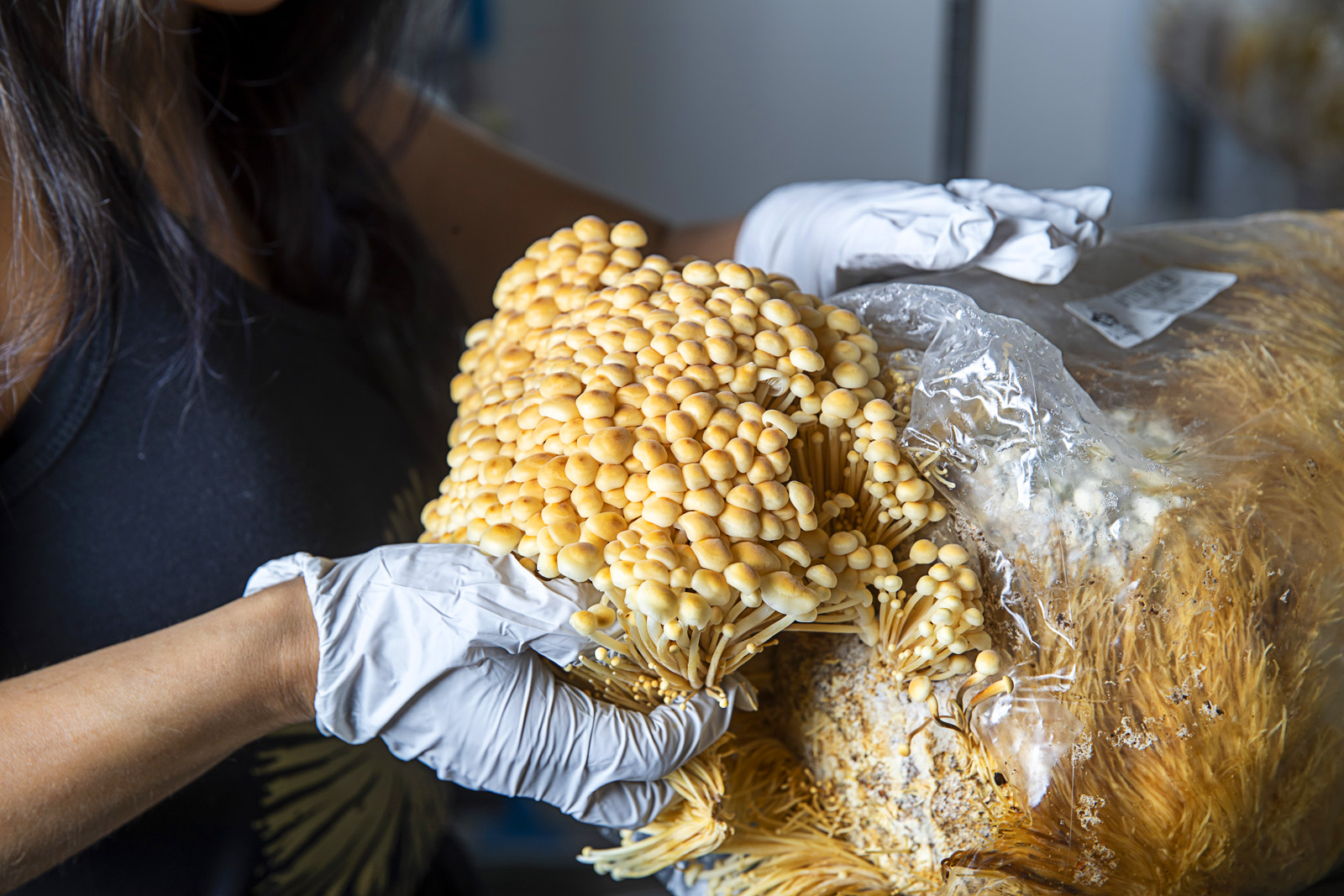 Desert Moon Mushrooms Las Vegas Weekly