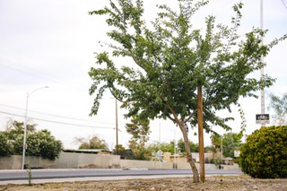 A recently planted tree grows at Gary Reese Freedom Park Thursday, June 9, 2022.