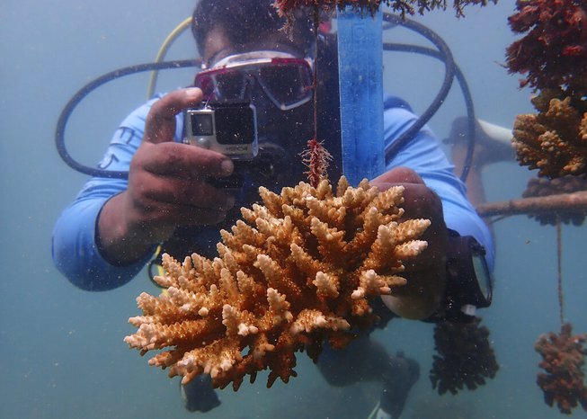 Climate Coral Reefs