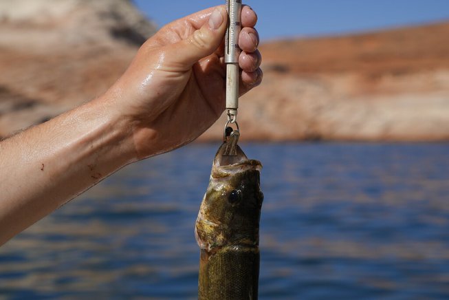Colorado River Smallmouth Bass