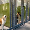 Photo: The Animal Foundation on Mohave Road, located in L