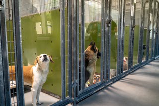 The Animal Foundation on Mohave Road, located in Las Vegas, Nevada. Clark County shelters continue to see am uptick in animals entering their shelters.  Tuesday, July 12, 2022.