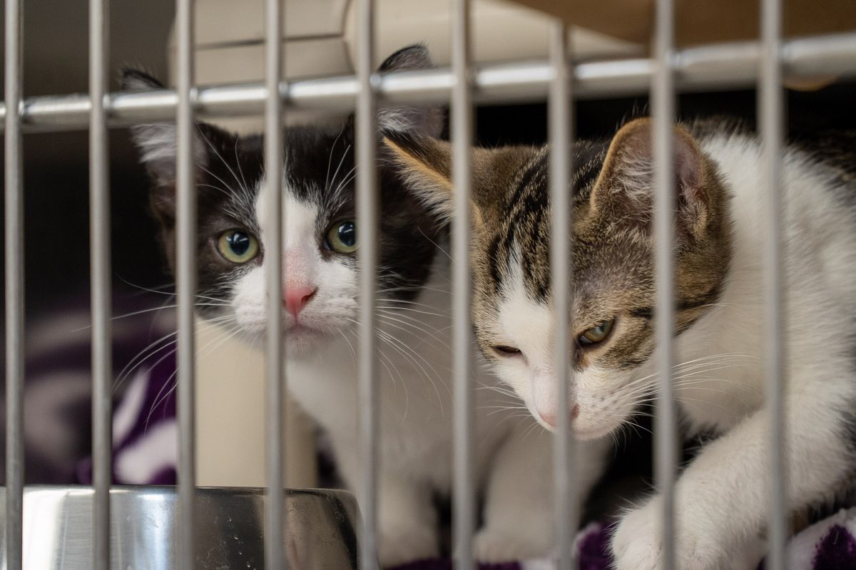 Henderson offering discount for hopeful cat owners this month