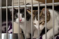 June is Adopt a Shelter Cat Month, and Henderson is helping out people who might want to bring one home this month. City of Henderson Animal Protection Services is cutting adoption fees in half for cats 6 months and older ...

