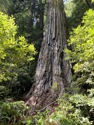 tallest tree