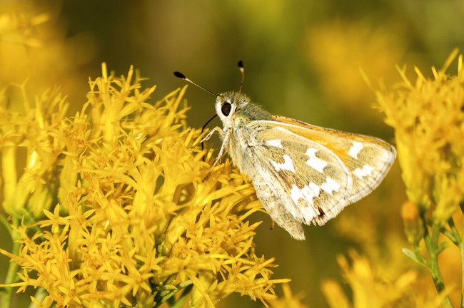 Rare Butterfly Geothermal Project