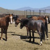 Wild horses that were captured from U.S. rangeland stand in a holding pen, at the U.S. Bureau of Land Management's Wild Horse and Burro Center in Palomino Valley, about 20 miles north of Reno, Nev., on May 25, 2017. Wild horse advocates are accusing U.S. land managers of violating environmental and animal protection laws by approving plans for the nation's largest holding facility for thousands of mustangs captured on public lands in 10 western states.


