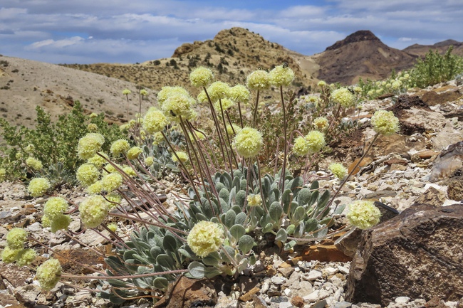 nevada flower