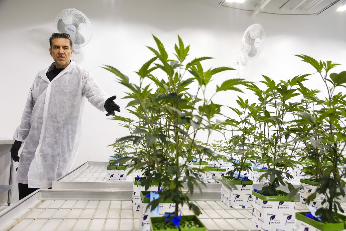 Is Over-Exposure to UV Light a Hazard in Cannabis Growing Facilities? UW  Researchers say Yes.