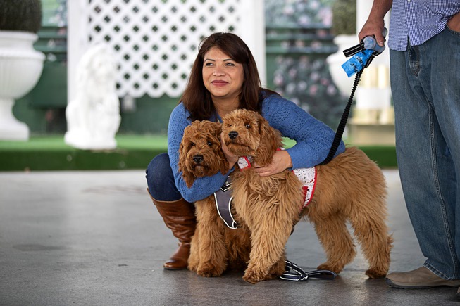 Elizabeth Briseno of Los Angeles watches with six-month-old golden doodle ...