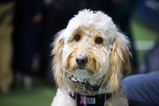 Lucy, a four-year-old Goldendoodle, attends a kids reading to dogs event at Legacy Traditional School Wednesday, March 1, 2023. The event, part of National Reading Week, helps children with their reading skills and public speaking.