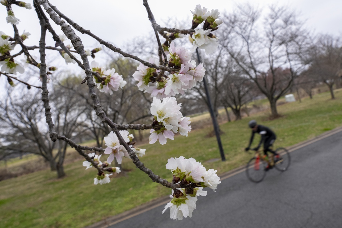 DC's cherry blossoms coming early due to confusing weather Las Vegas