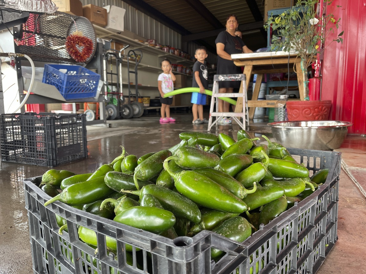 Get it while it's hot New Mexico boosts chile production Las Vegas