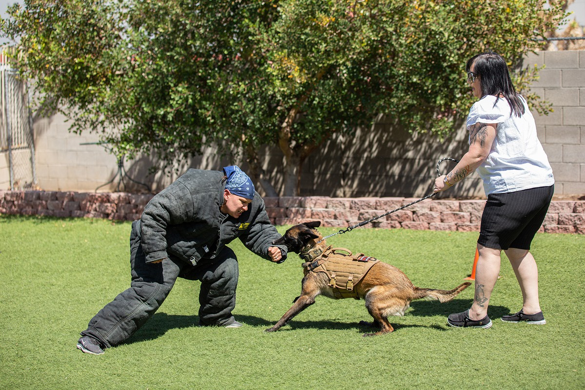 Las Vegas canine training center transforms puppies into personal protectors