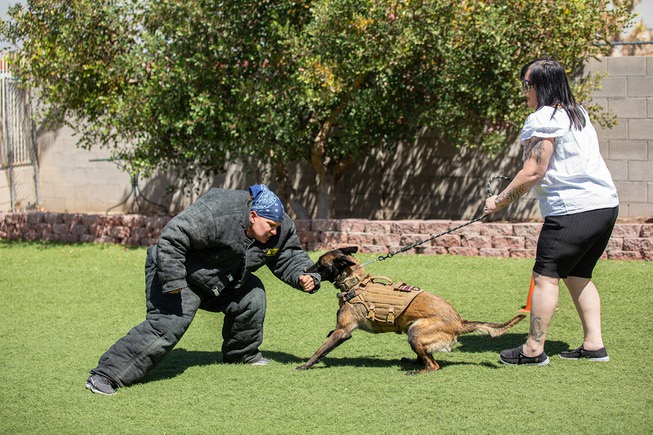 The Doggy Dojo Protection Dog Training