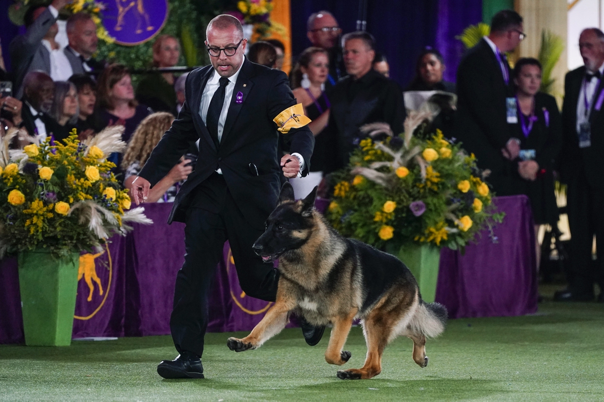 Dog Show 101 What's what at the Westminster Kennel Club Las Vegas