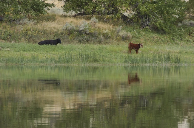 Cattle graze