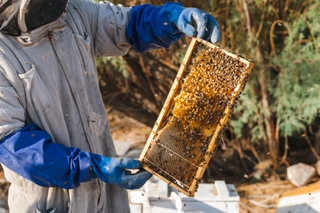 Spring Is Swarm Season, When Beekeepers Are On The Hunt For New Hives : The  Salt : NPR