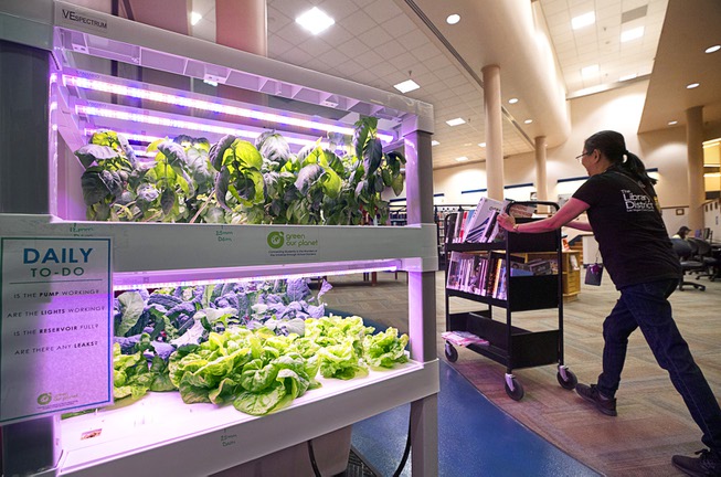 Hydroponics at Summerlin Library
